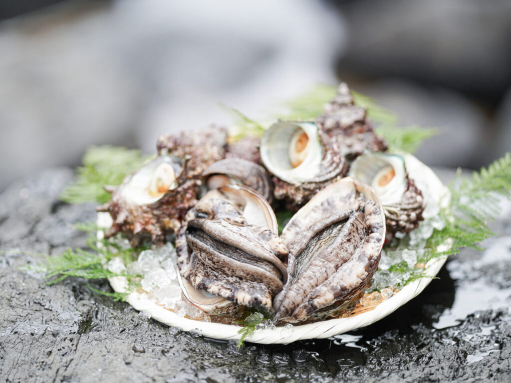 Abalone and turban shells on ice
