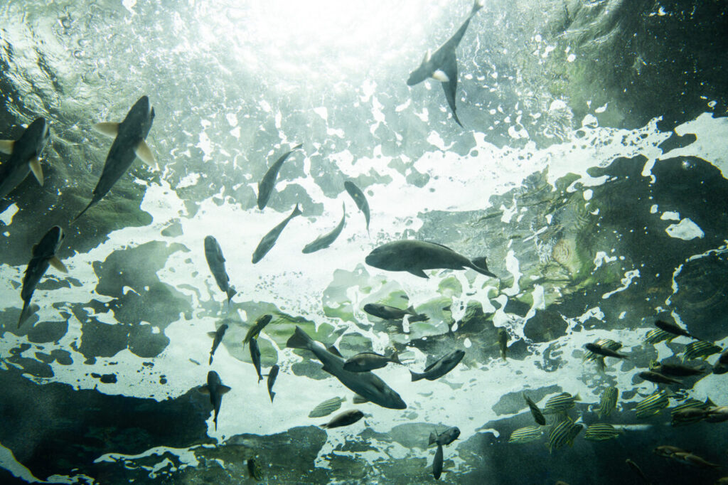 Underwater view of a Japanese fish farm pen