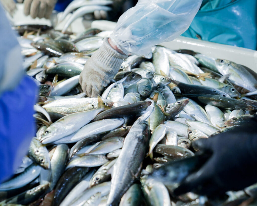Fish being sorted and graded at a Japanese market