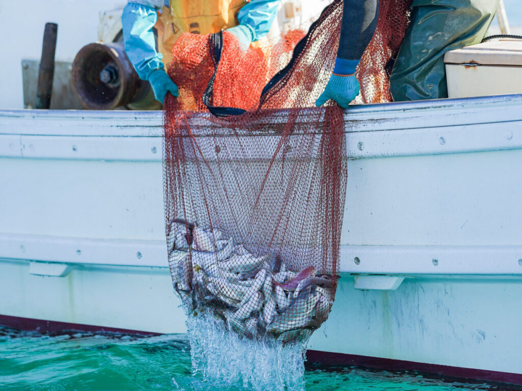 Fisherman hauling a net aboard