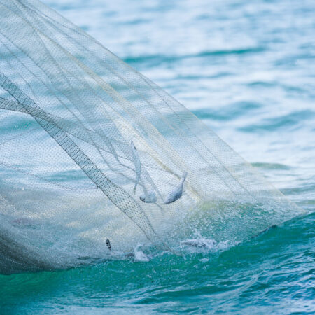 Fishing net trailing at the sea surface beside a boat in Japan