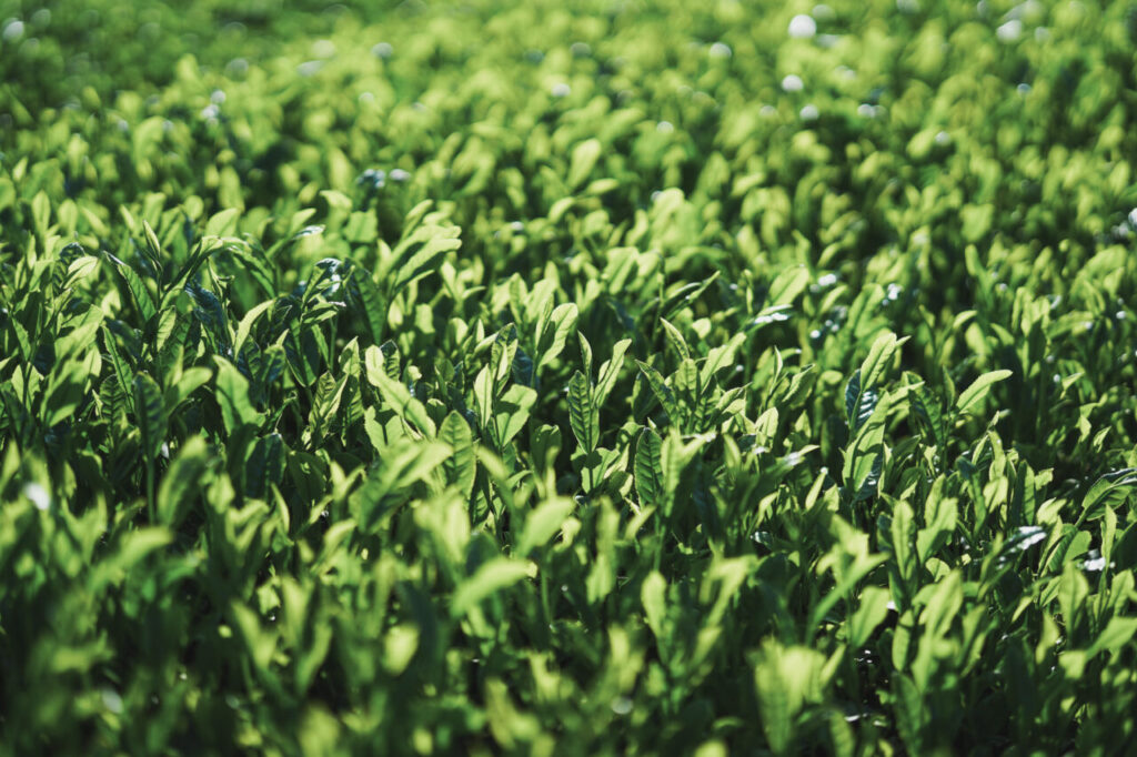 Japanese tea field in spring