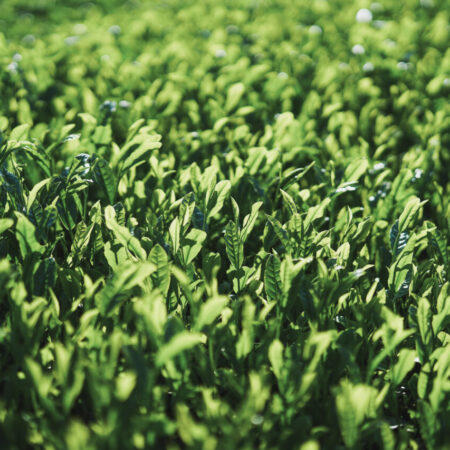 Japanese green tea field with fresh shincha shoots