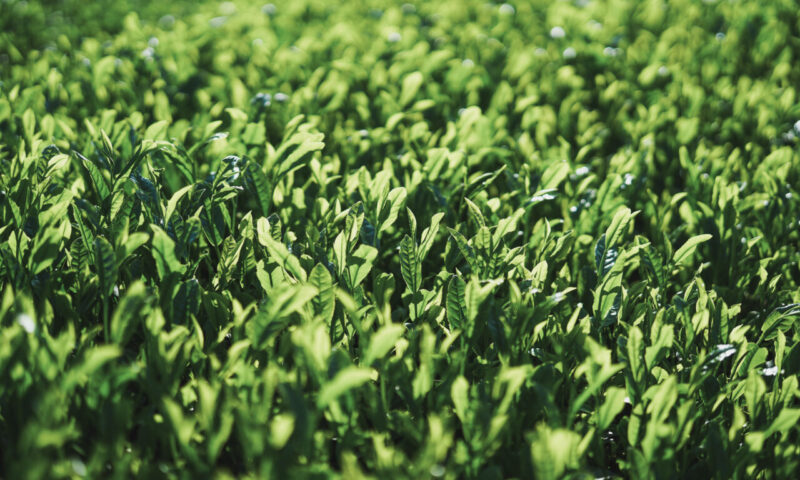 Japanese green tea field with fresh shincha shoots