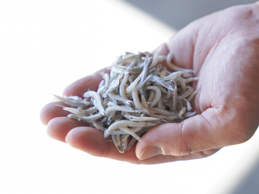 Dried niboshi anchovies for making stock