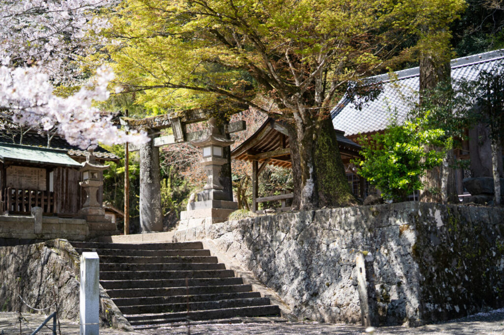 鄉下神社的石鳥居與櫻花