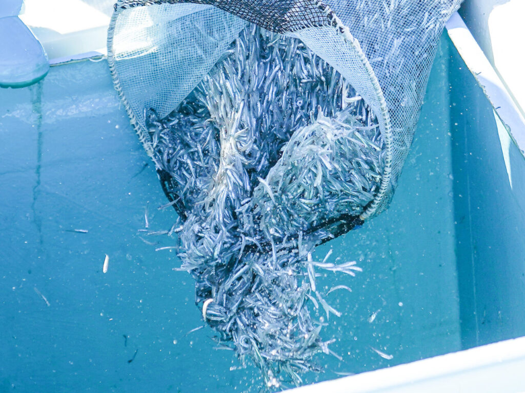 Freshly landed whitebait, tiny translucent fish